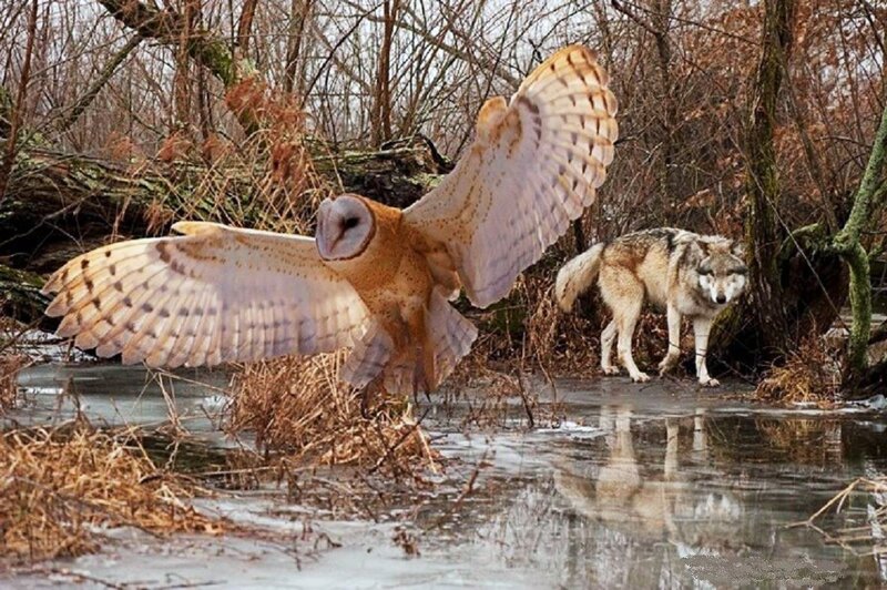 Barn Owl and Wolf