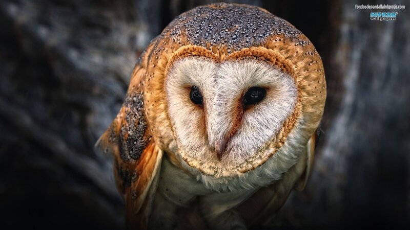 Barn Owl Close-up — Brown, Intense, Photograph