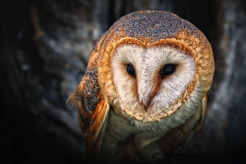 Barn Owl Close-up — Brown, Intense, Photograph, Tree