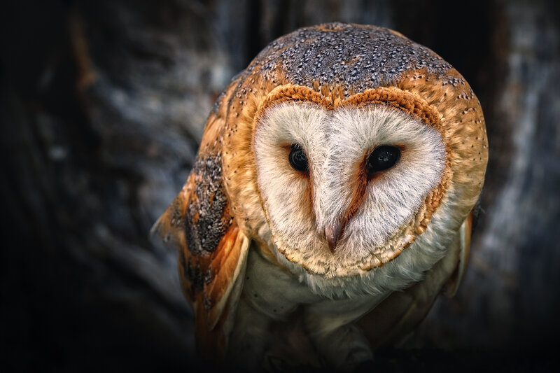 Barn Owl Close-up — Brown, Intense