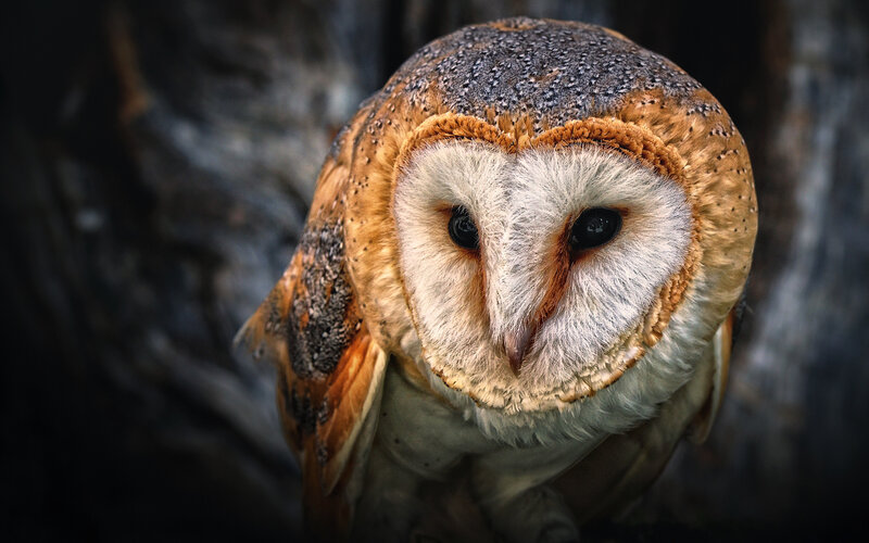 Barn Owl Close-up — Brown