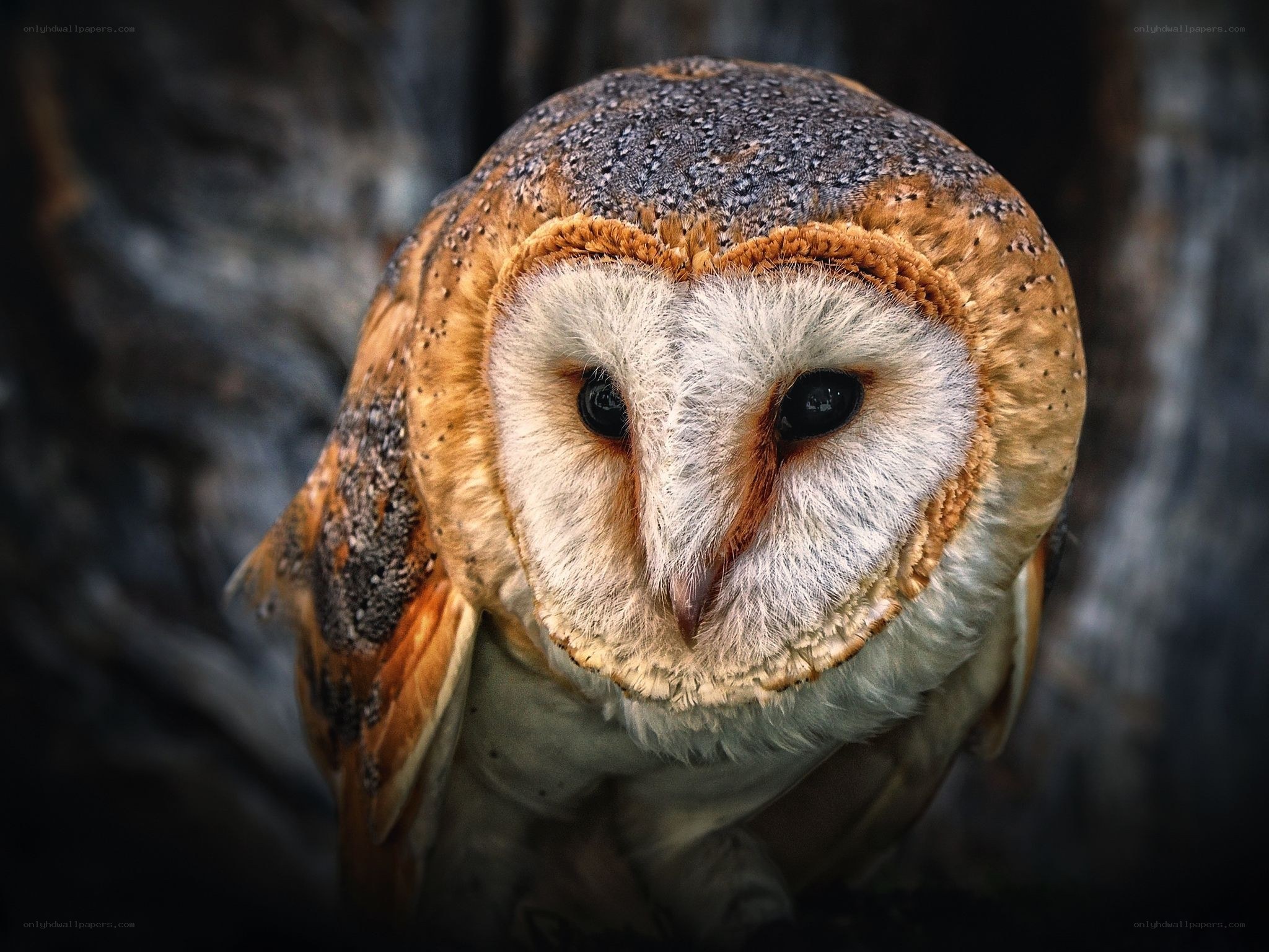 Barn owl close-up portrait