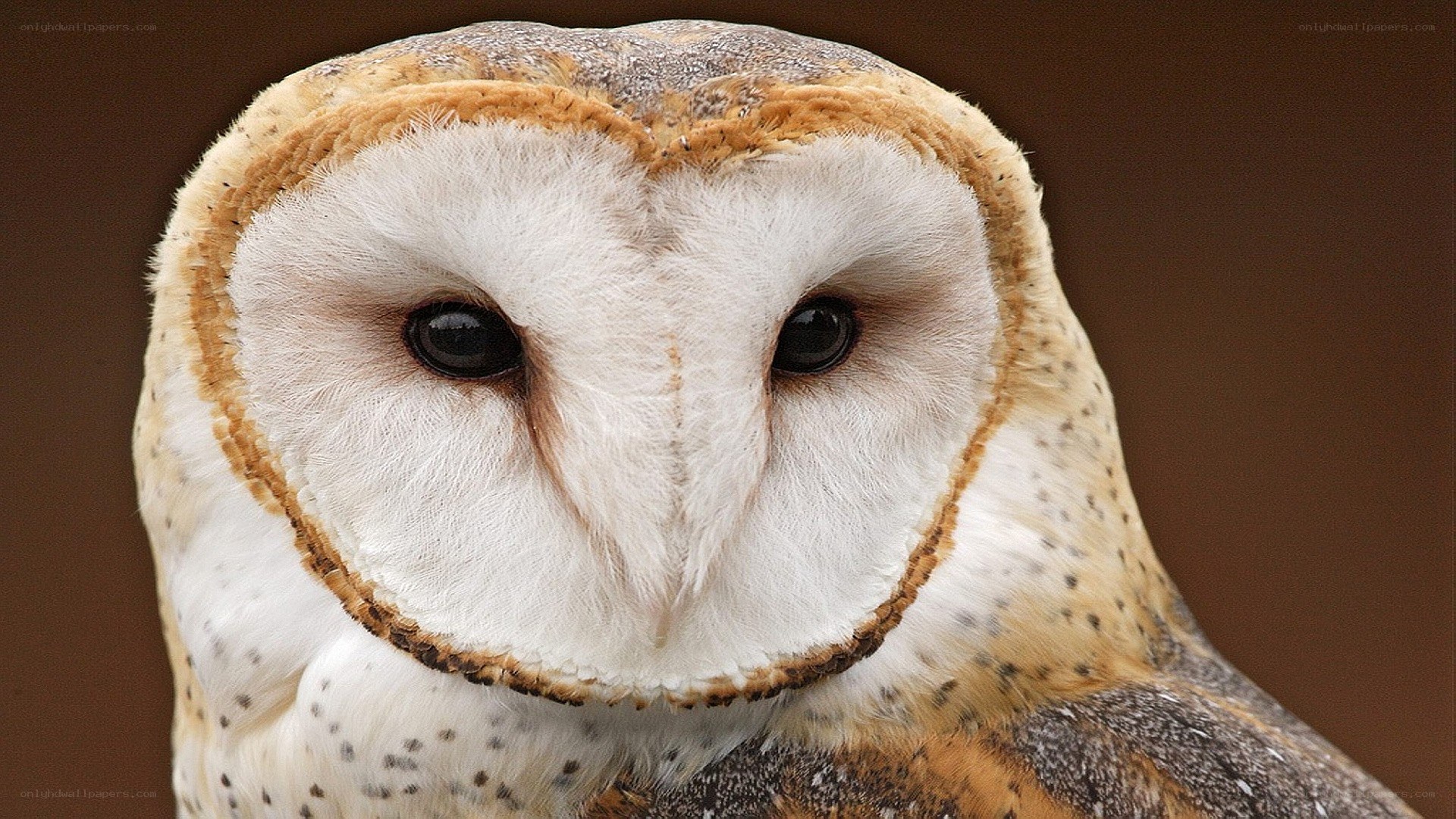 Barn owl close-up portrait