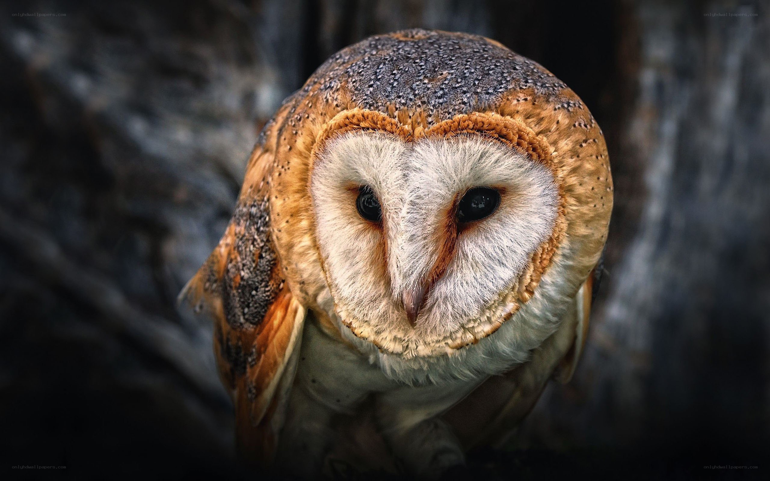 Barn owl close-up portrait