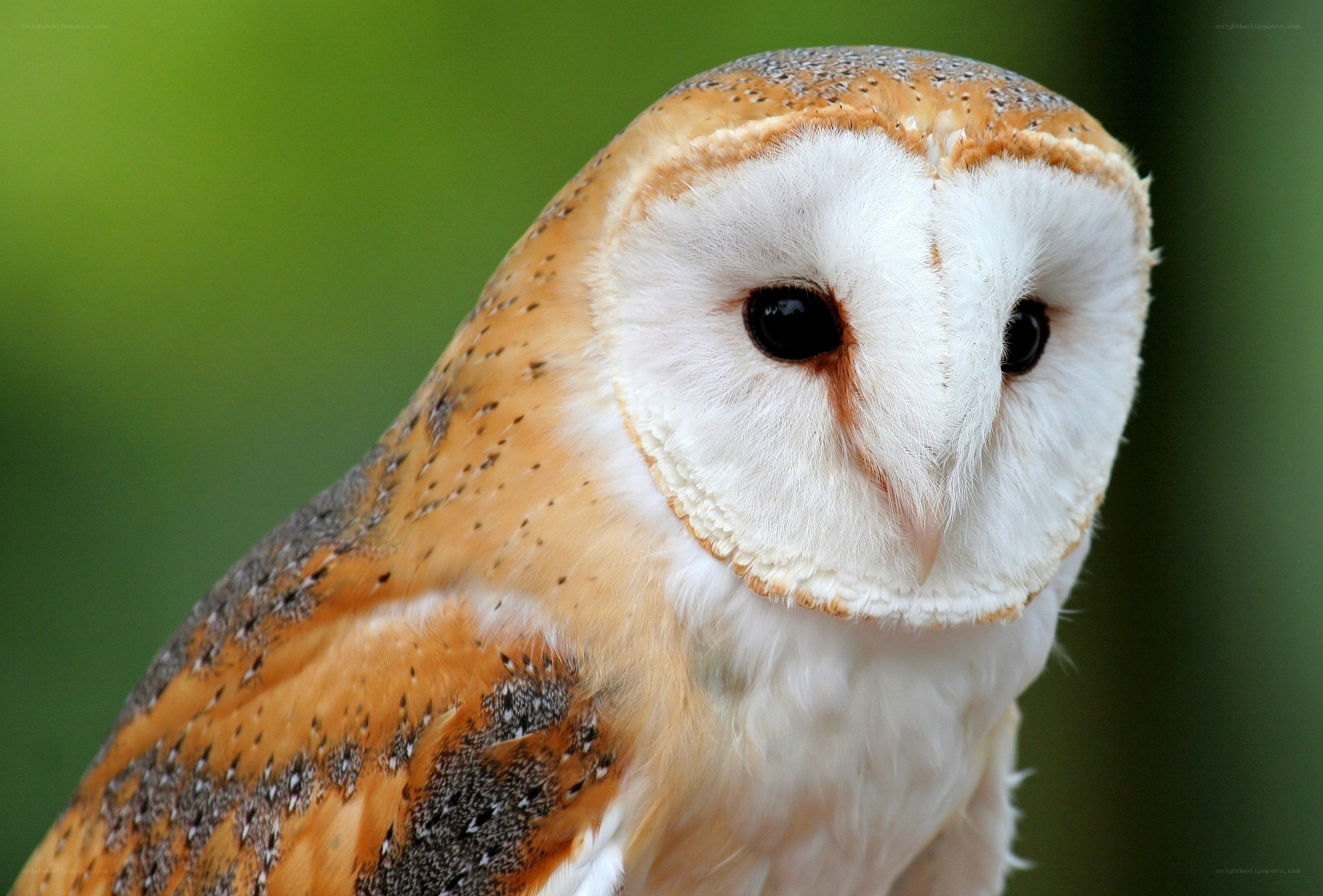 Barn owl close-up portrait