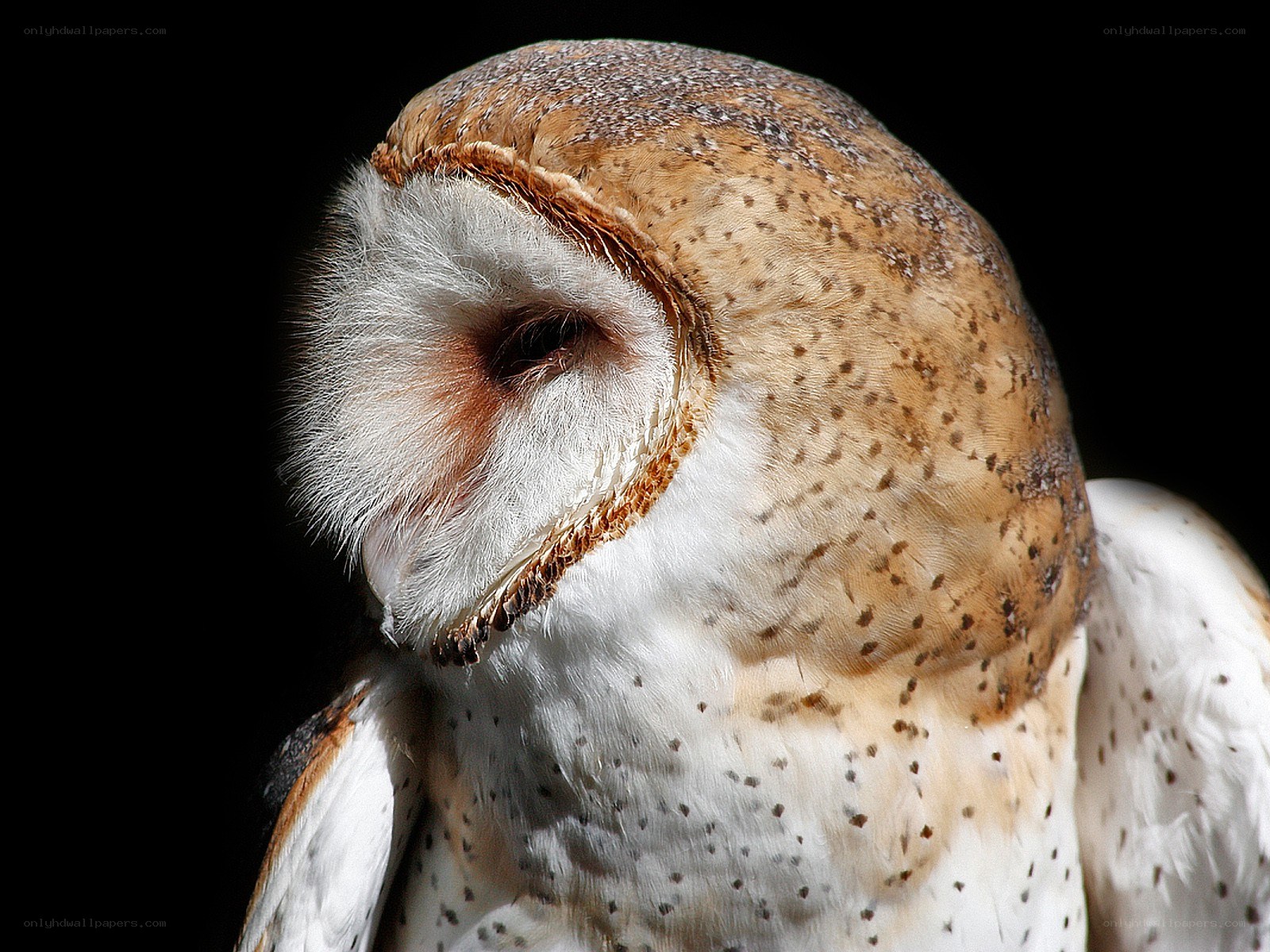 Barn owl close-up portrait