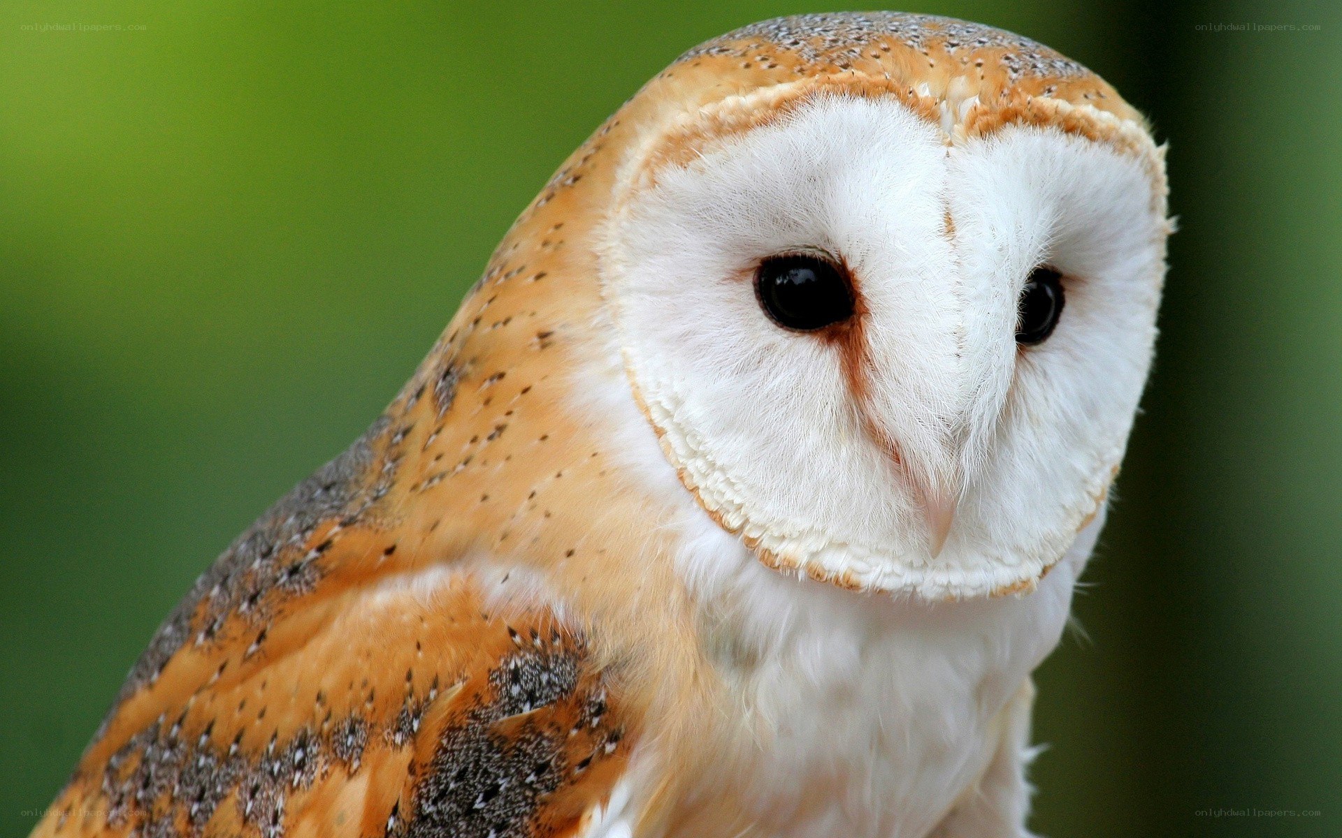 Barn owl close-up portrait