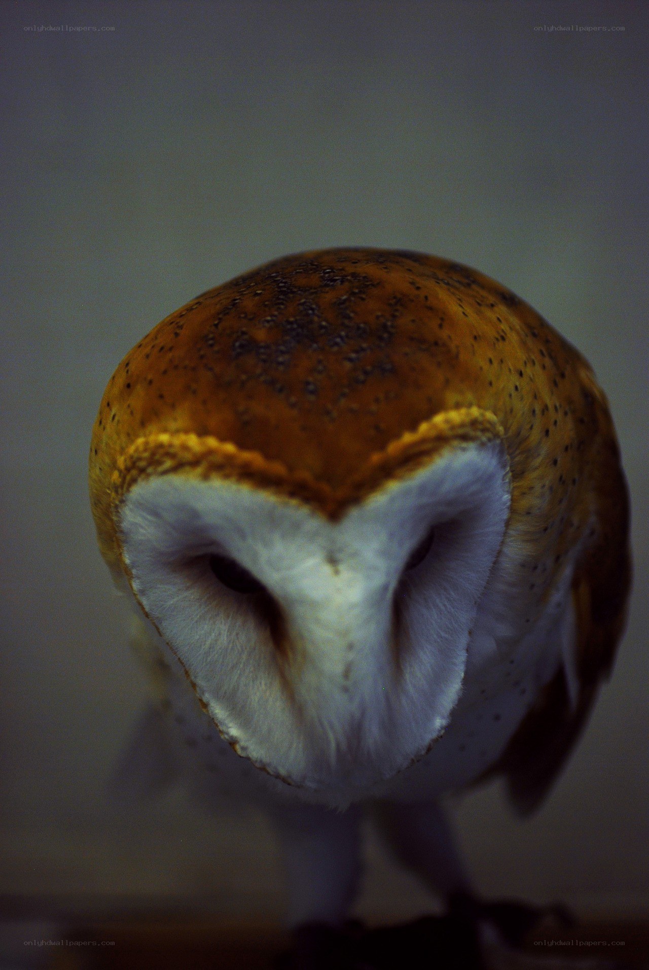 Barn owl close-up portrait