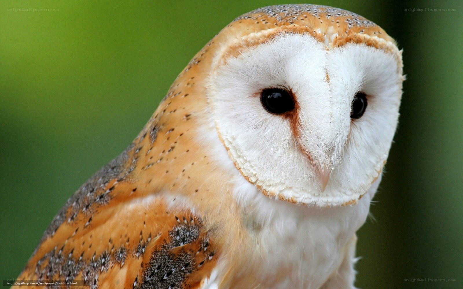 Barn owl close-up portrait