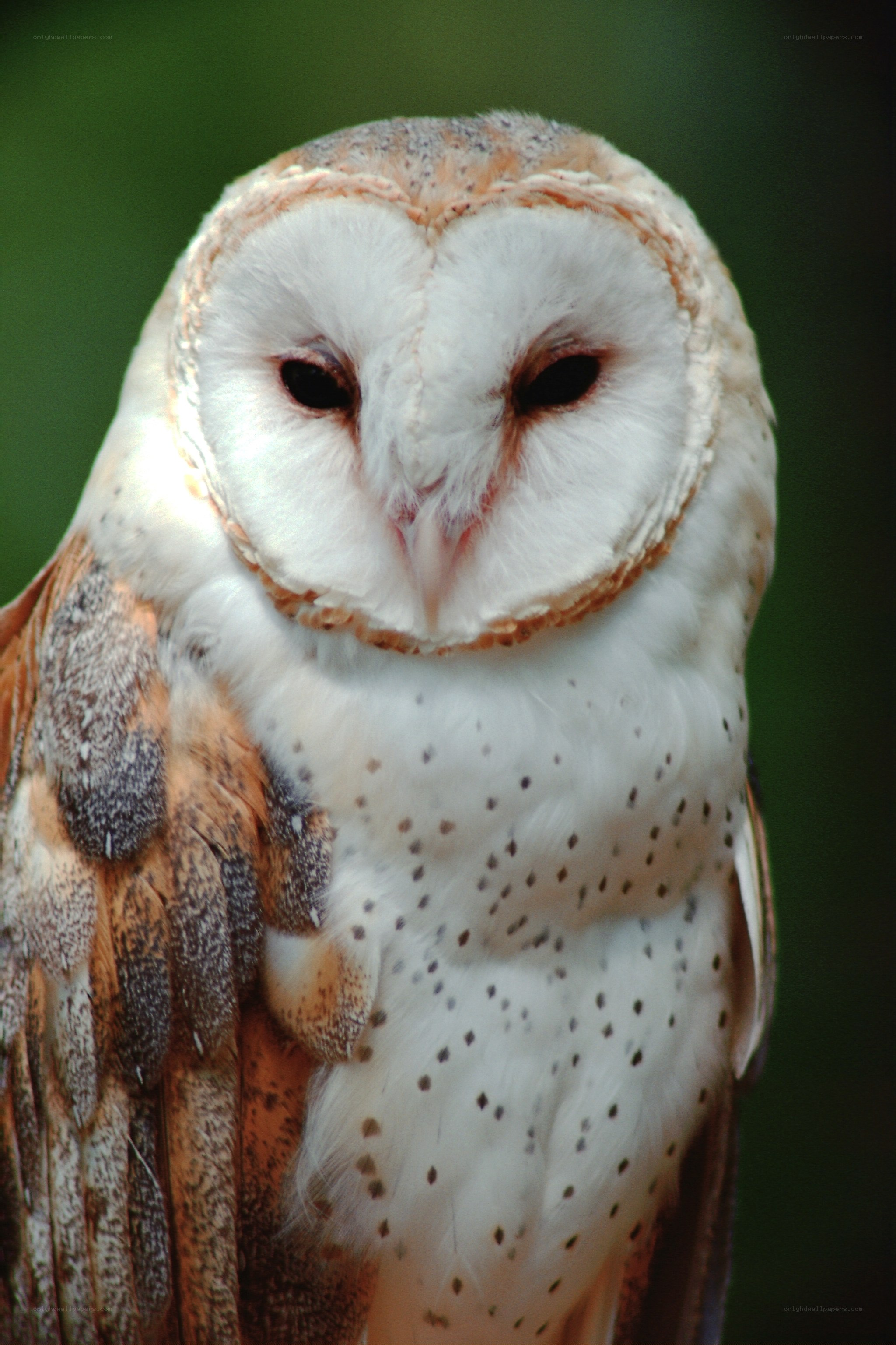 Barn owl close-up portrait