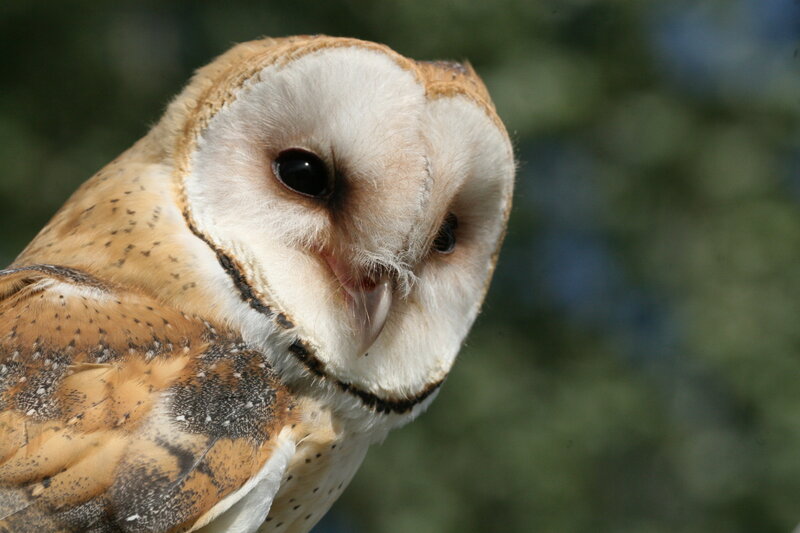 Barn owl close-up portrait