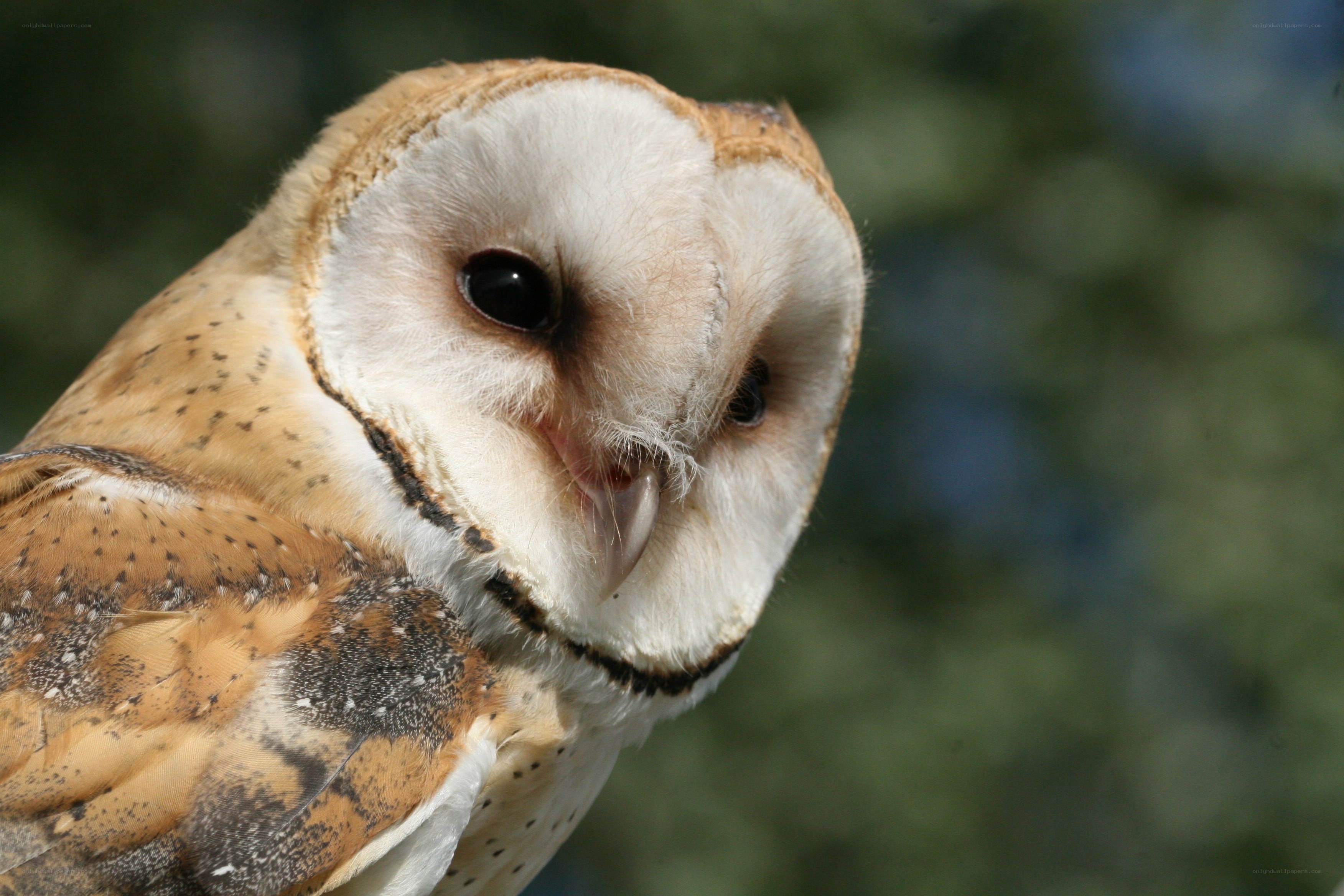 Barn owl close-up portrait