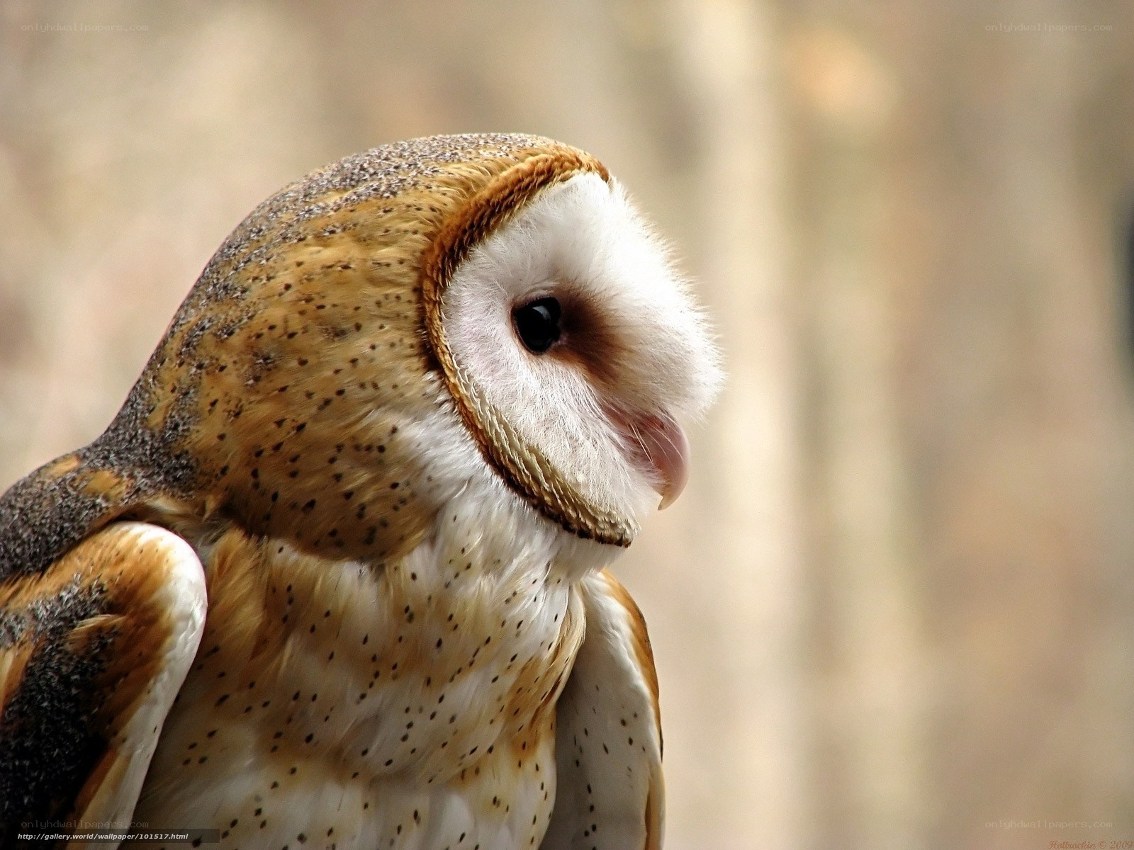 Barn owl close-up portrait