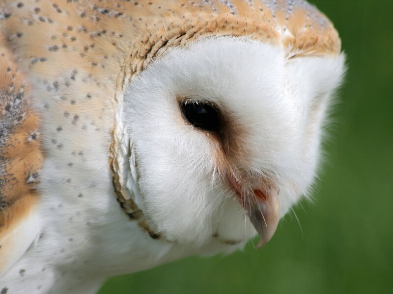 Barn Owl Close-up