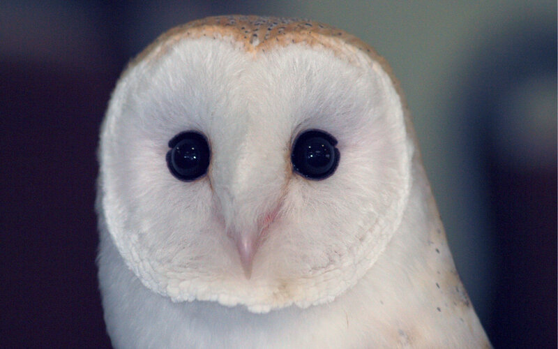 Barn Owl Close-up — White, Calm, Photograph