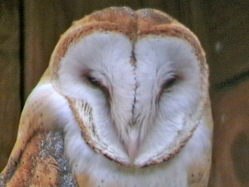 Barn Owl Close-up — White, Calm, Photograph, Wooden Wall