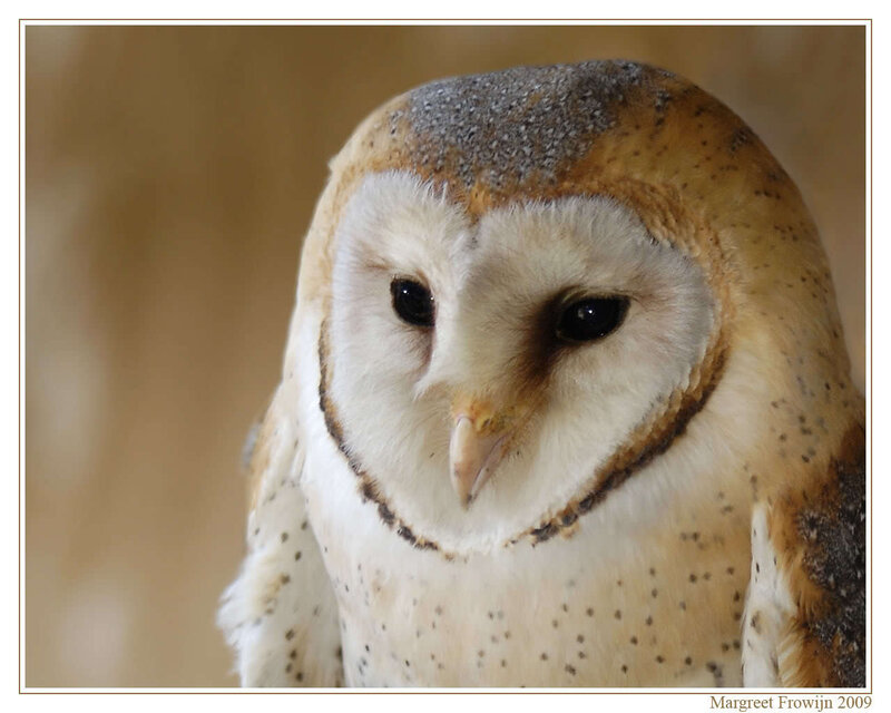 Barn Owl Close-up — White