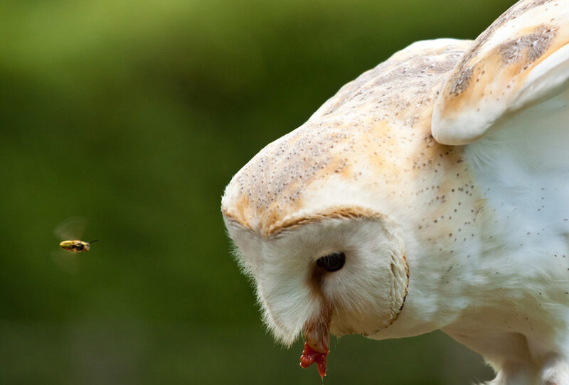 Barn Owl Eating Prey