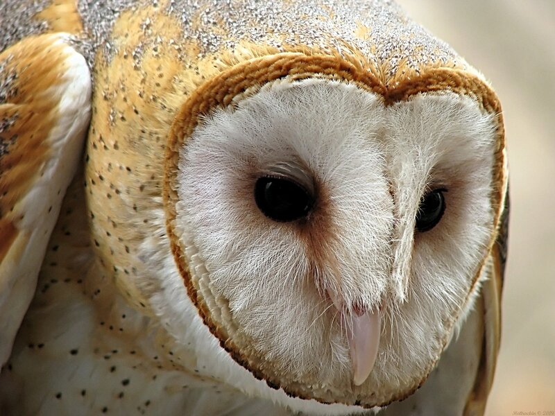Barn Owl Face — White, Calm, Photograph