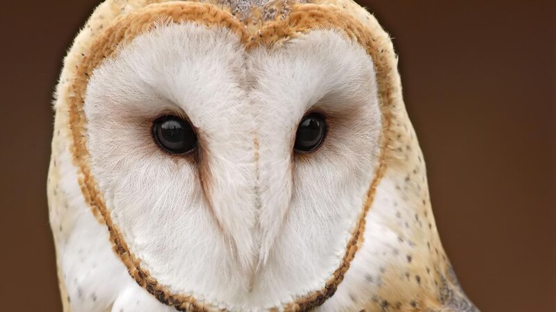 Barn Owl Face — White
