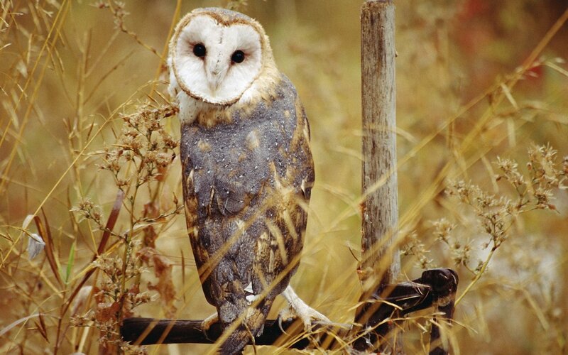 Barn owl in a field