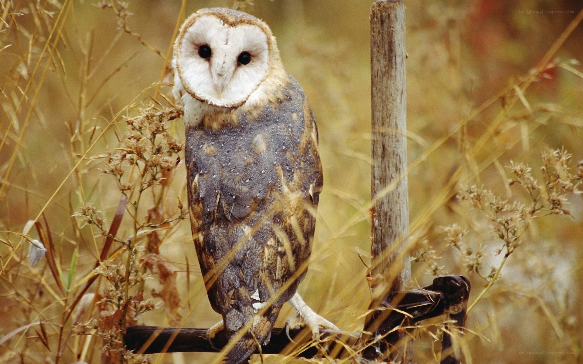 Barn owl in a field