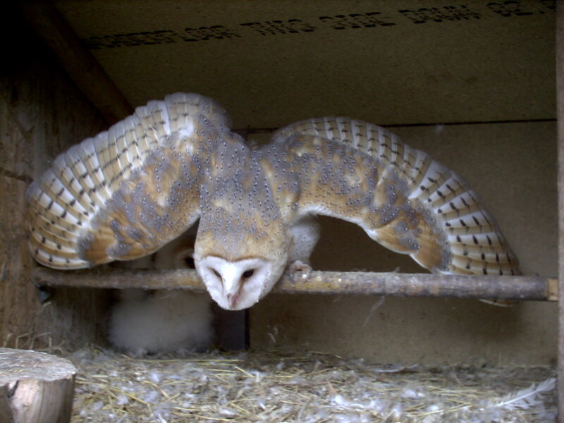 Barn owl in a nesting box