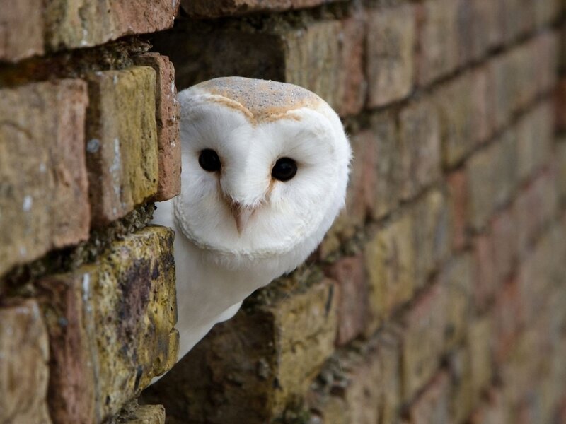 Barn Owl in Brick Wall