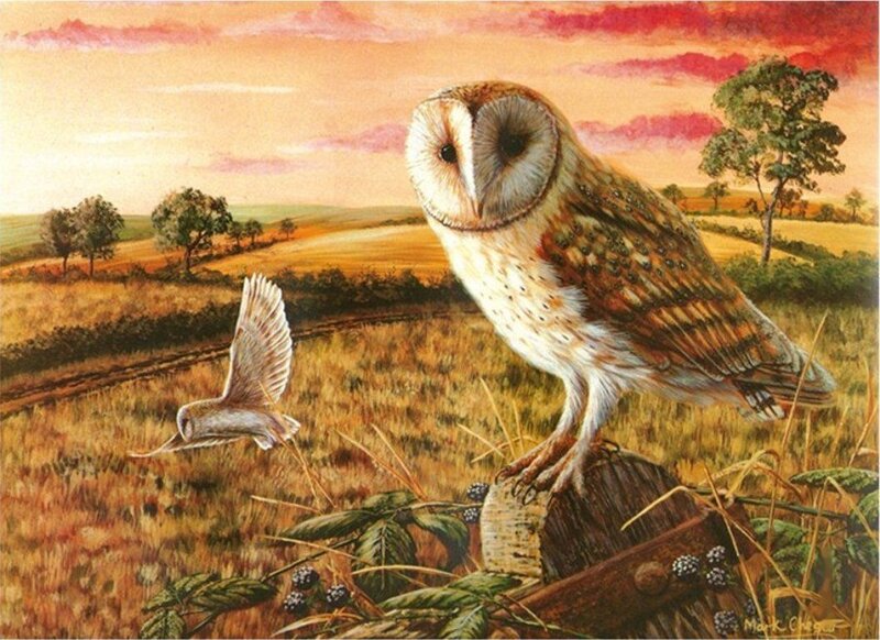 Barn Owl in Field