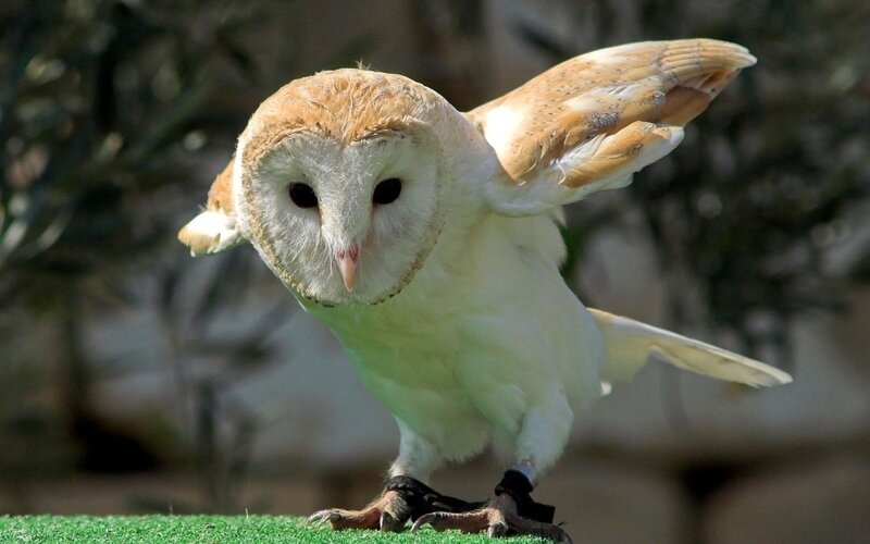 Barn owl in flight