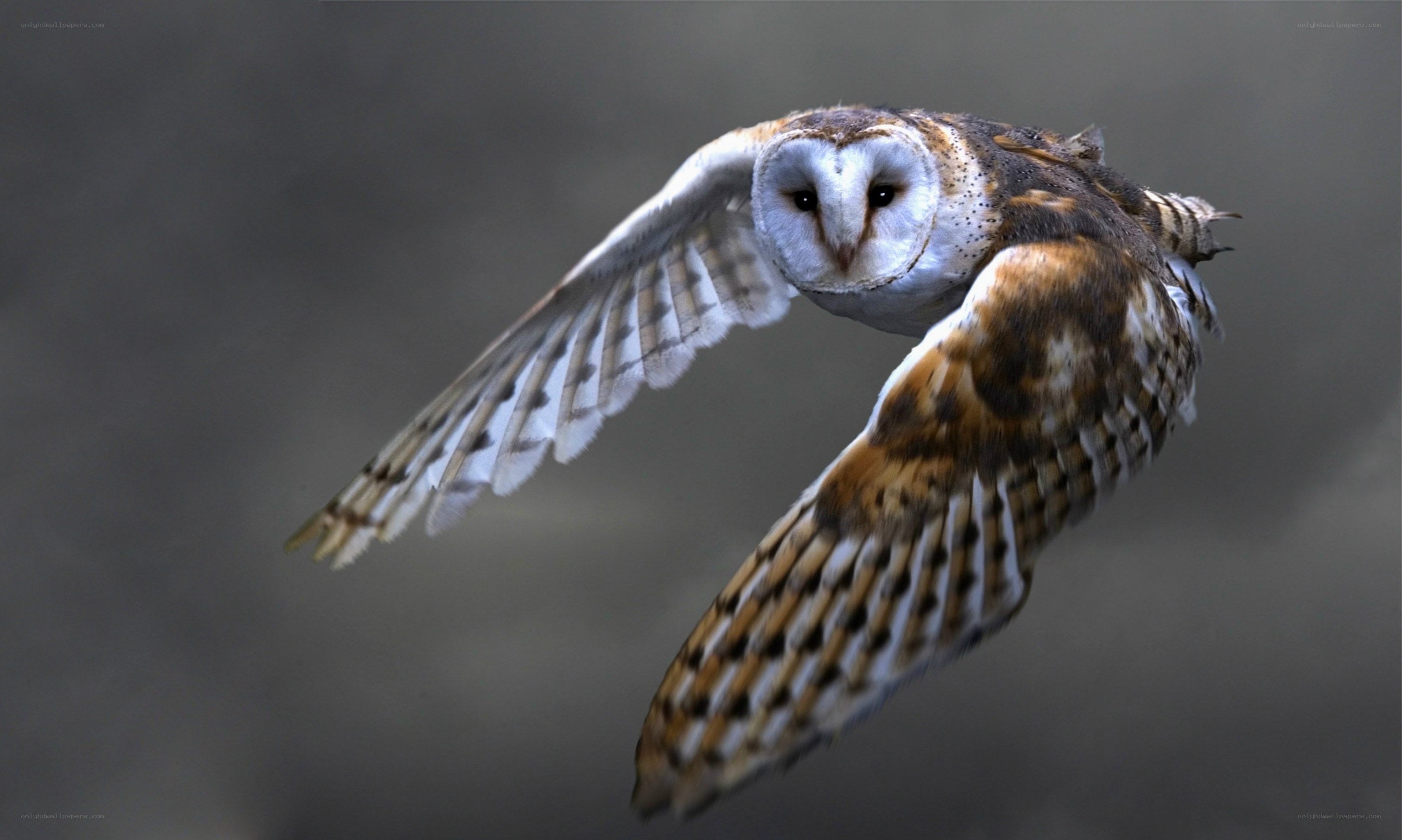 Barn owl in flight