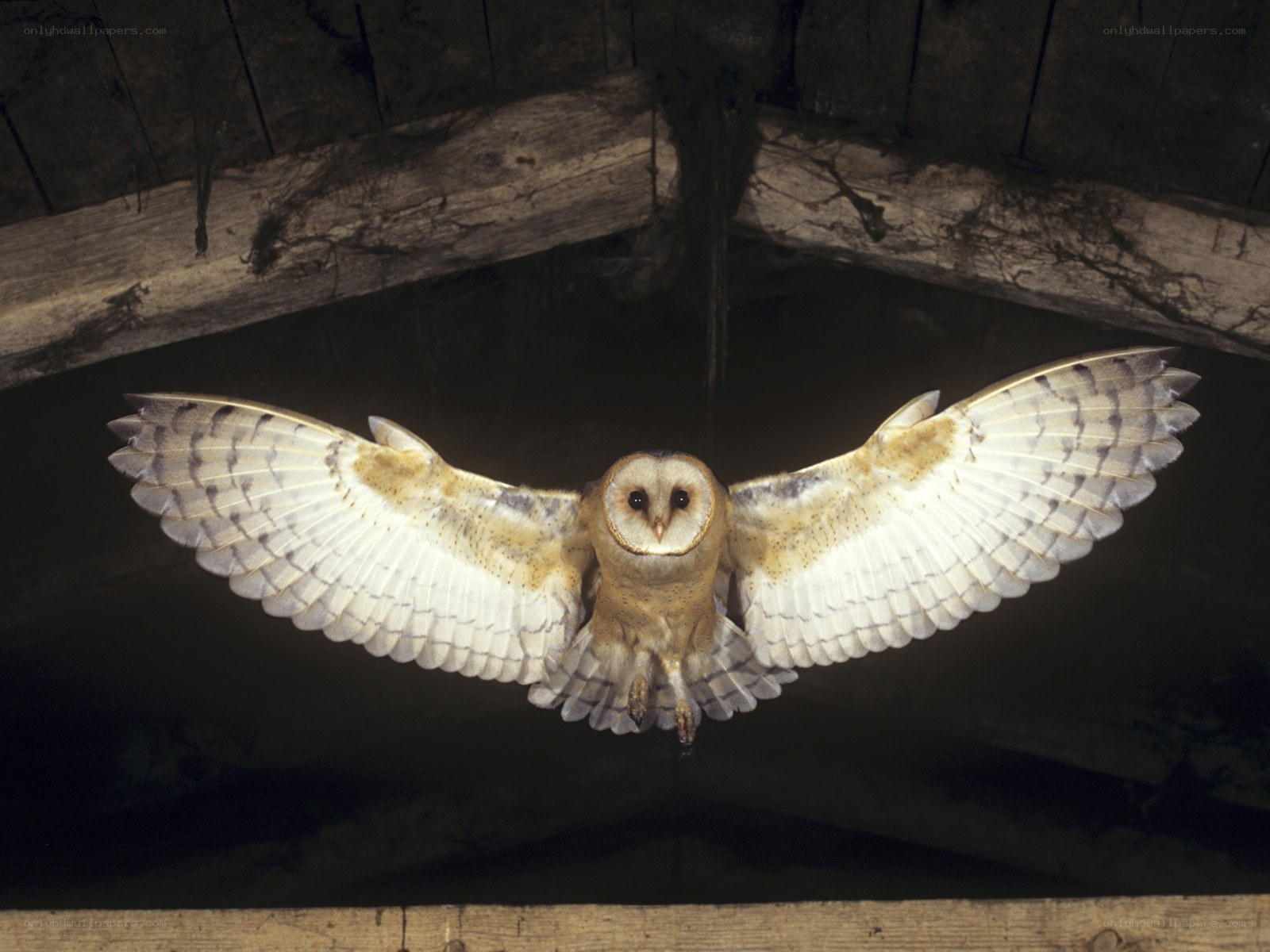 Barn owl in flight