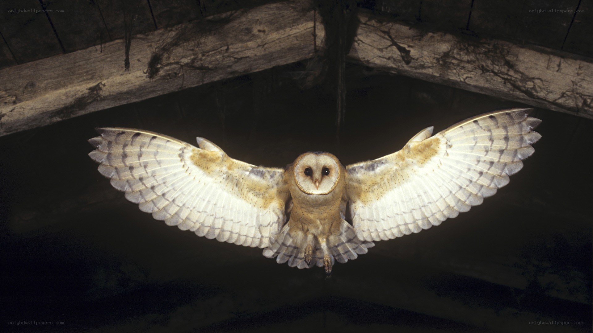 Barn owl in flight