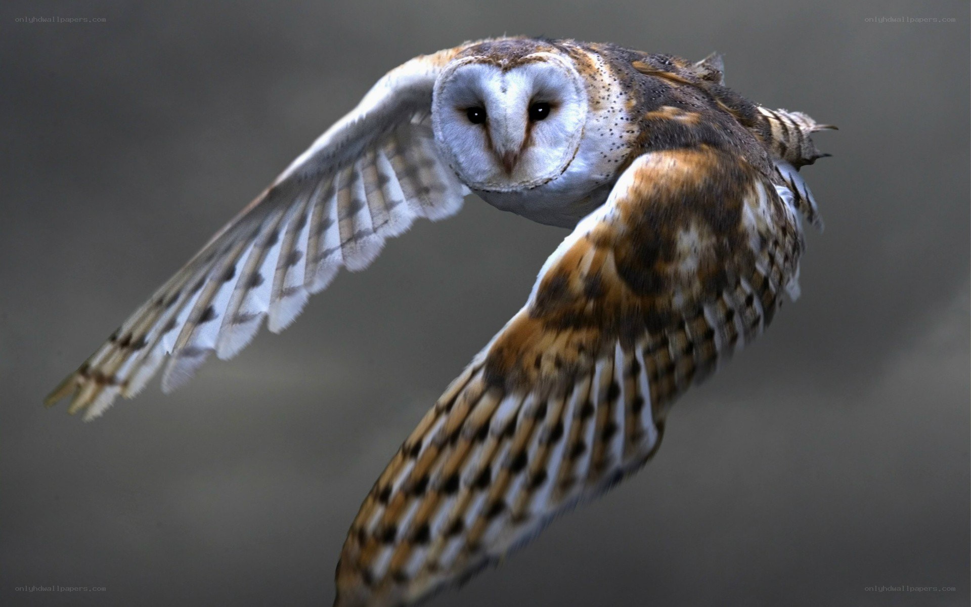 Barn owl in flight