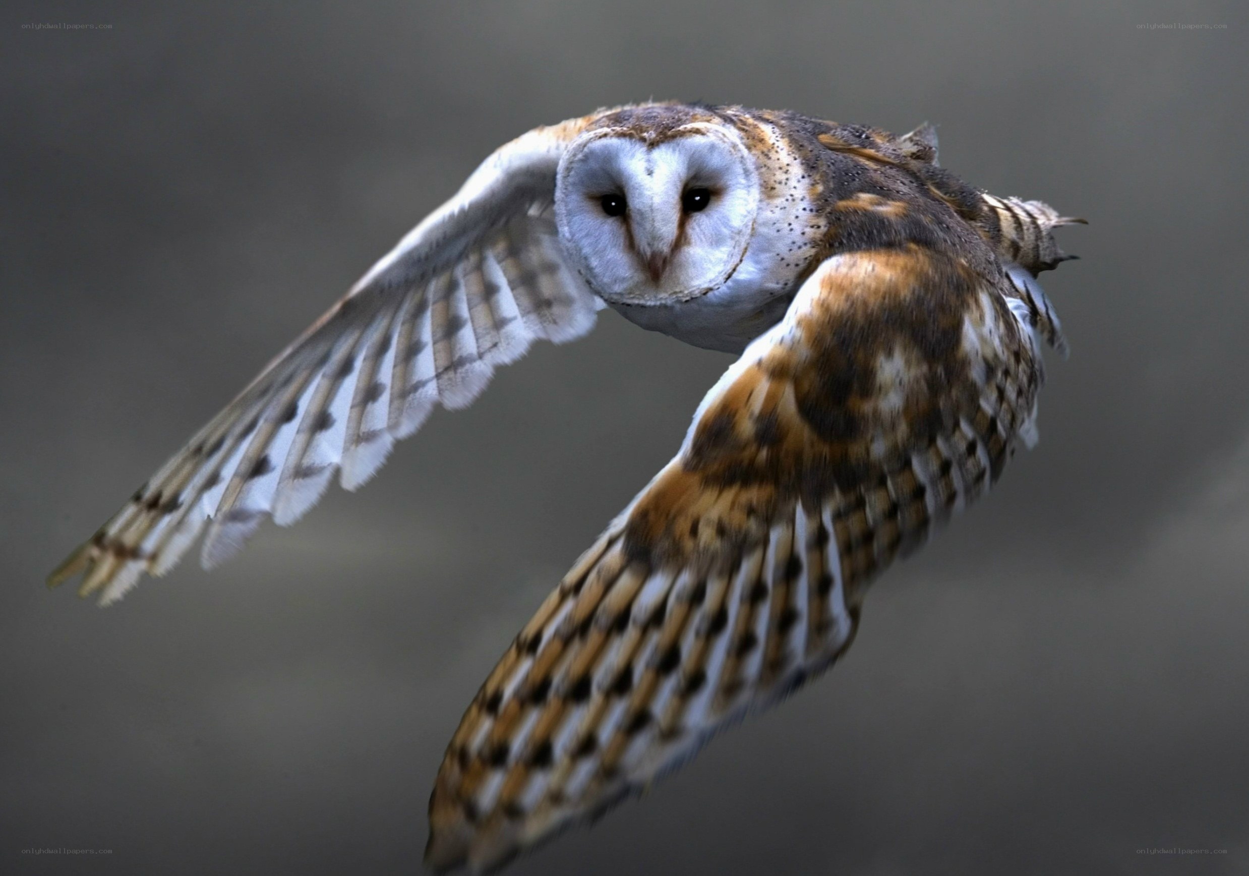 Barn owl in flight