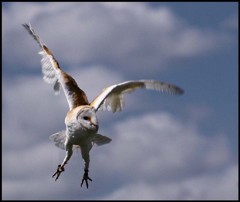 Barn owl in flight