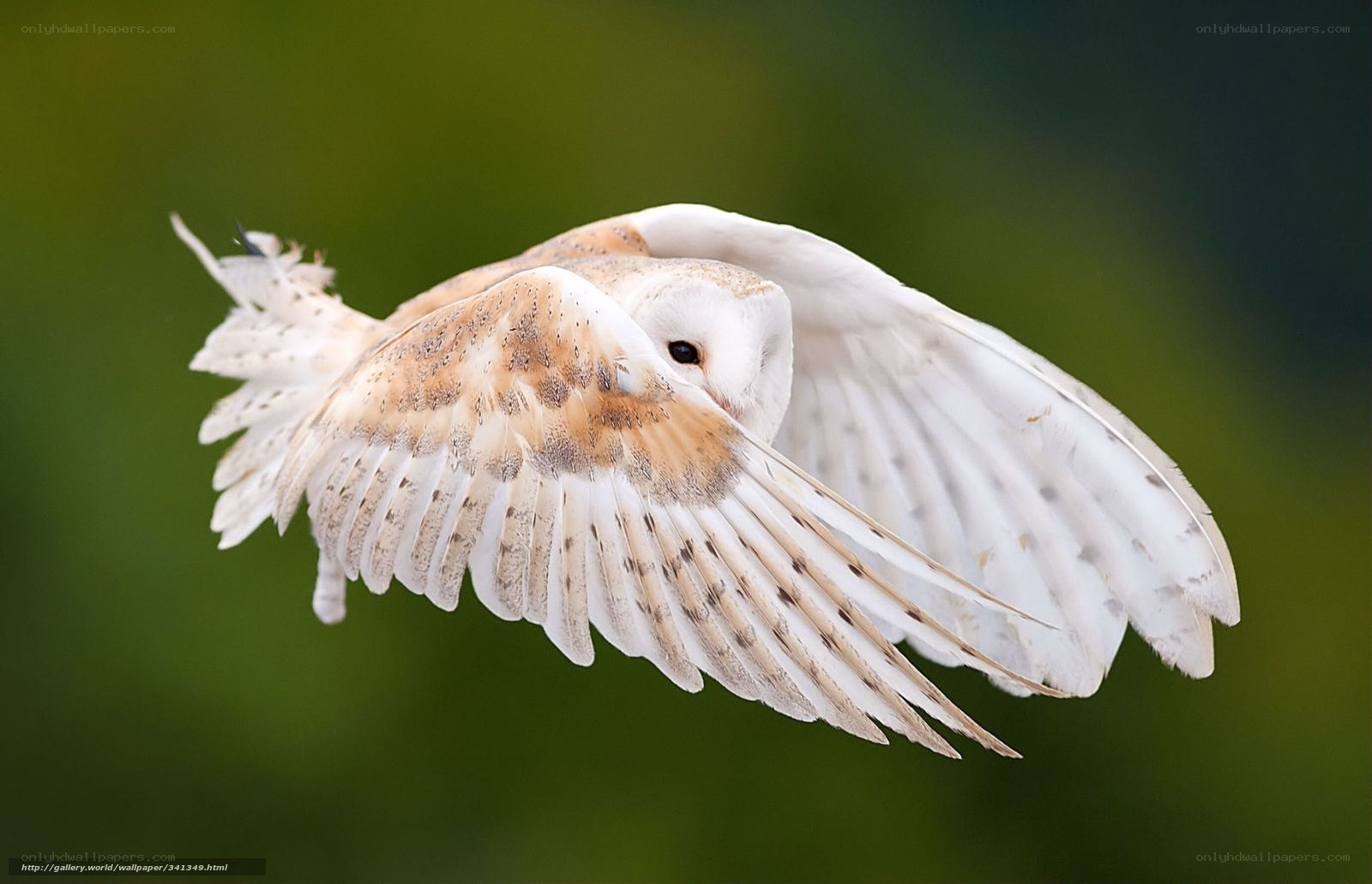 Barn owl in flight