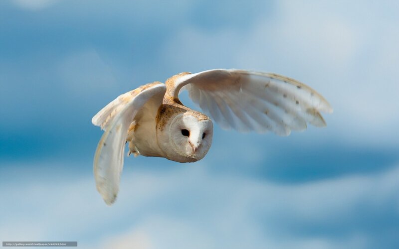 Barn owl in flight