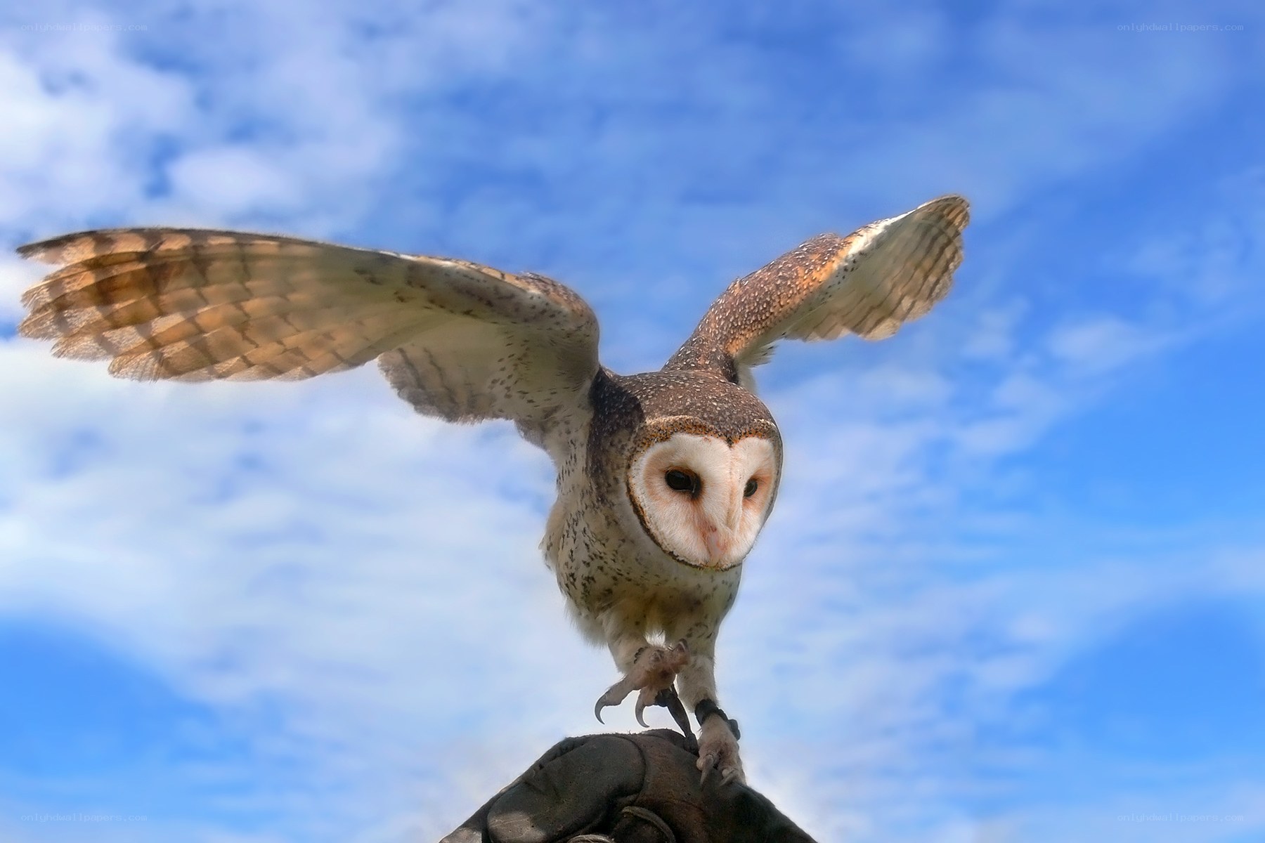 Barn owl in flight