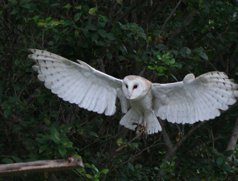 Barn owl in flight