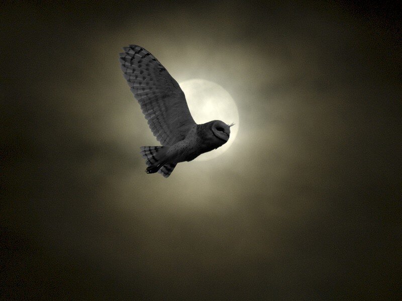 Barn Owl in Flight — Black, Dramatic