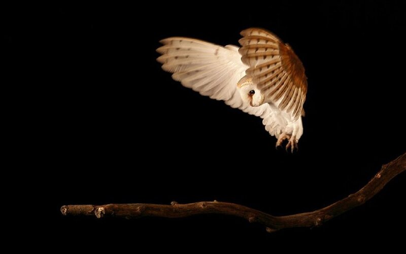 Barn Owl in Flight — Black