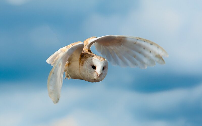 Barn Owl in Flight — Blue, Serene, Afternoon