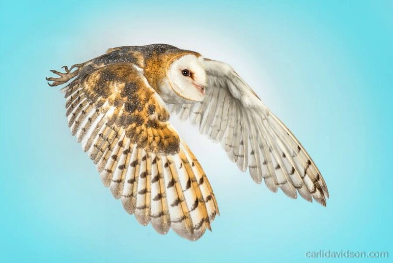 Barn Owl in Flight — Blue, Serene, Photograph