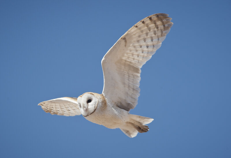 Barn Owl in Flight — Blue, Serene
