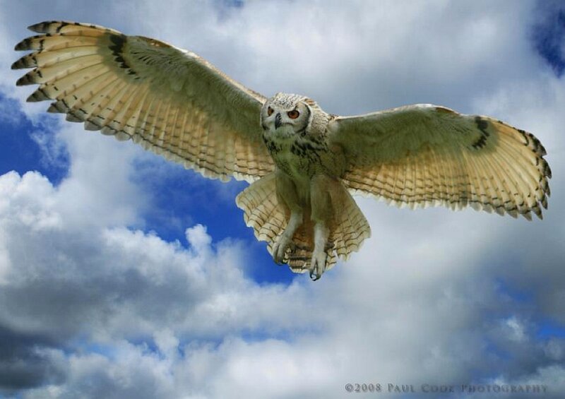 Barn Owl in Flight — Blue