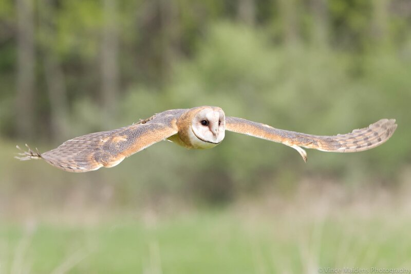 Barn Owl in Flight — Brown, Calm