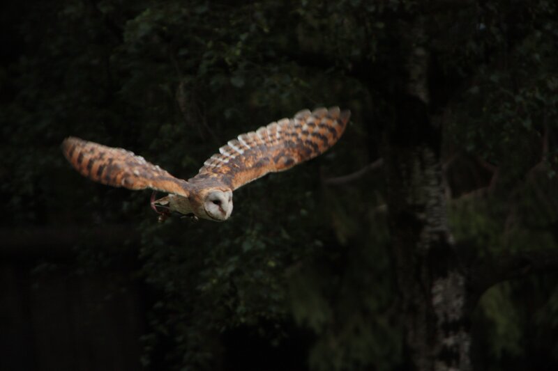 Barn Owl in Flight — Brown, Dark