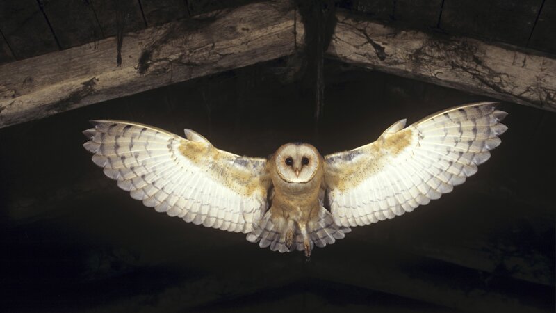 Barn Owl in Flight — Brown, Dramatic, Night, Photograph