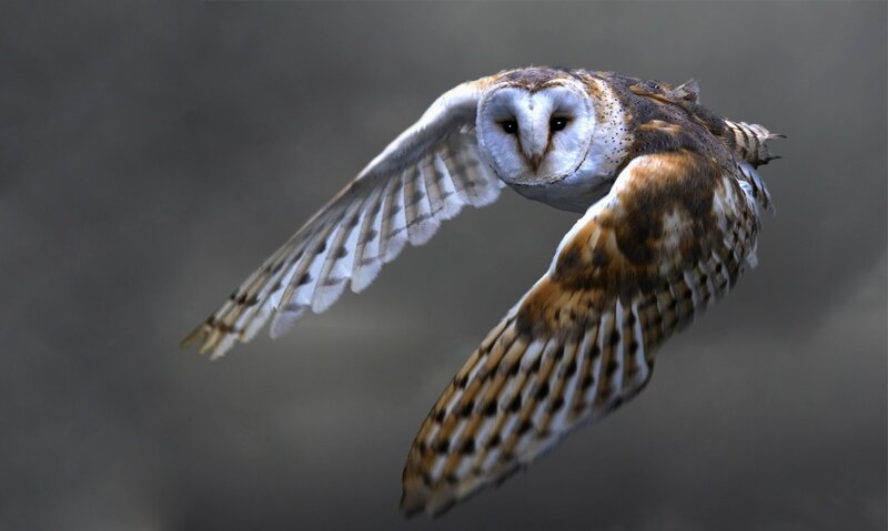Barn Owl in Flight — Brown, Dramatic, Photograph